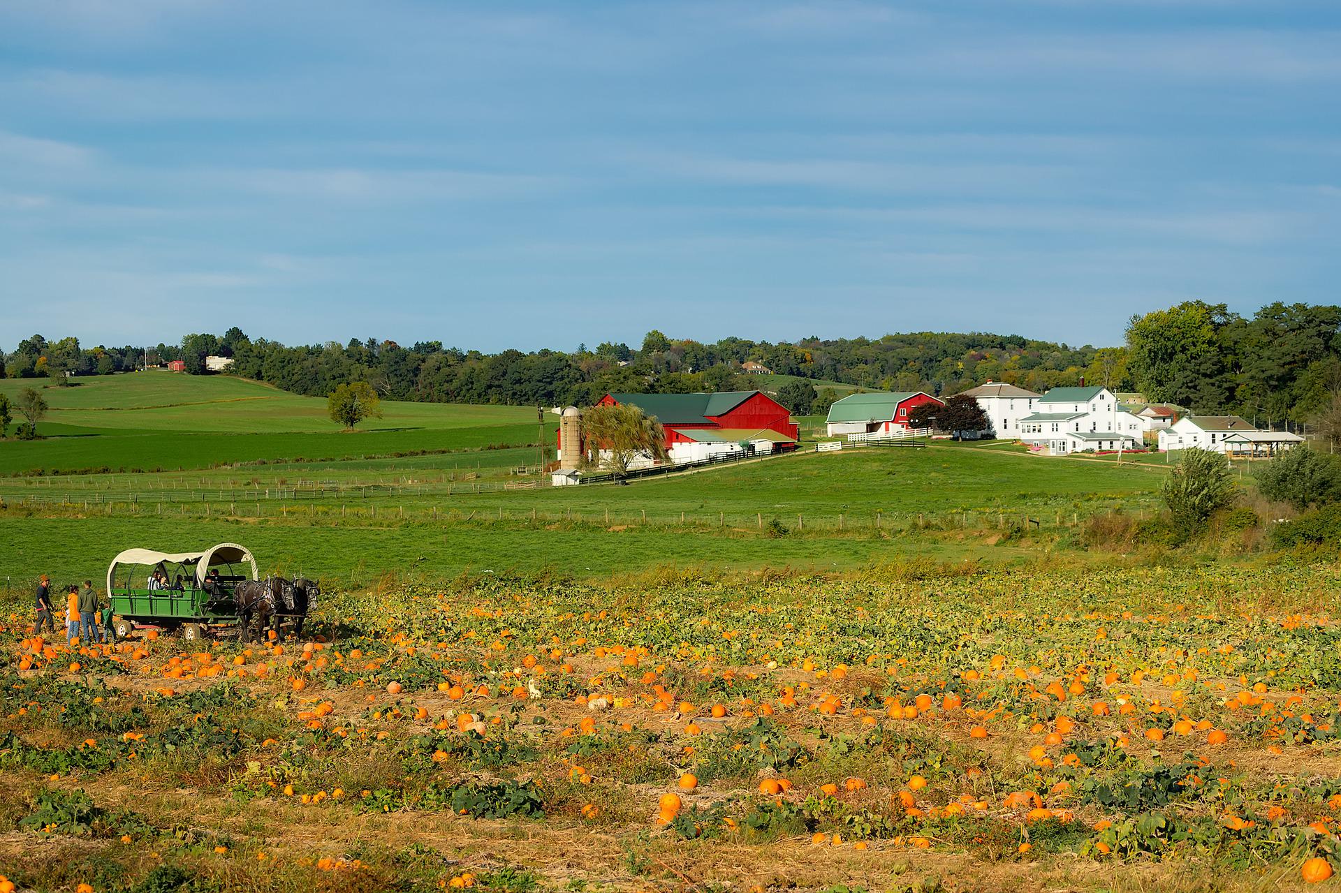 Amish Harvest