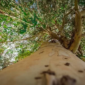 Eucalyptus