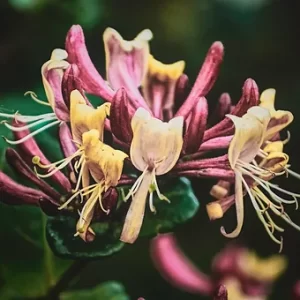 Honeysuckle