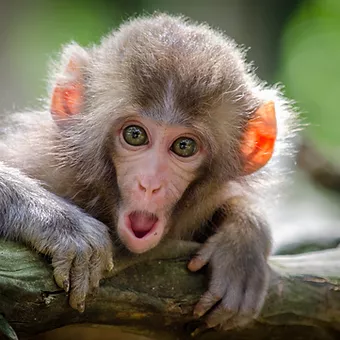 Monkey Farts