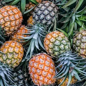 Pineapple