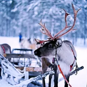 Reindeer Poo