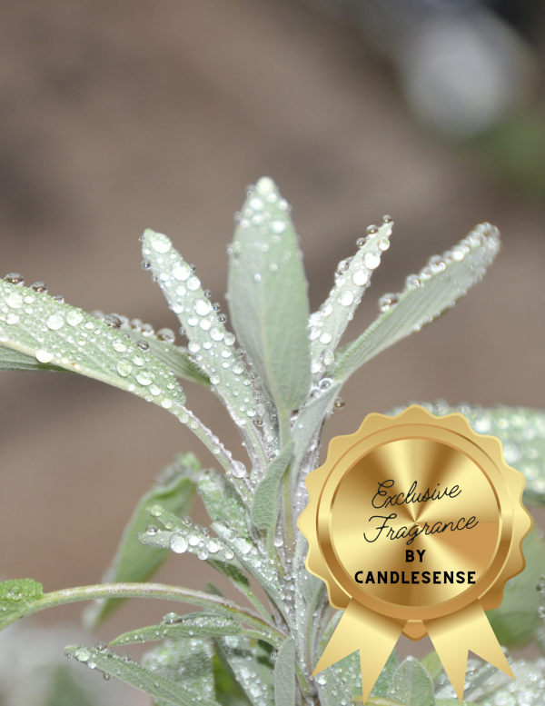Wyoming Sage